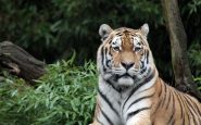 sumatran tiger 996481 1280