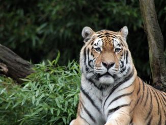 sumatran tiger 996481 1280