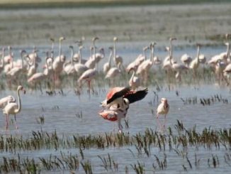 los flamencos se reproducen