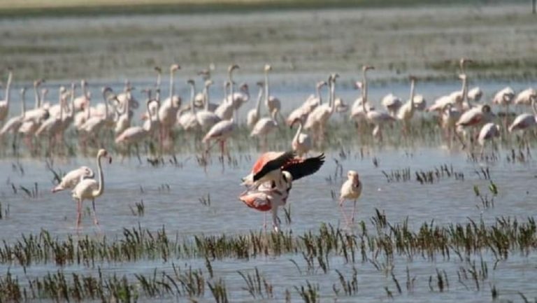 flamencos se reproducen