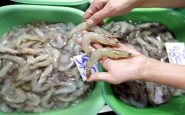 China detecta gambas con coronavirus