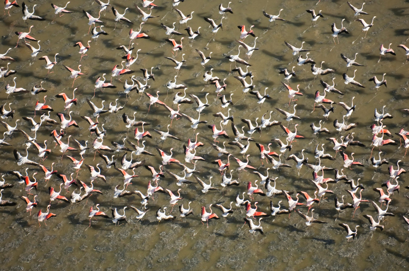 Flamencos en el Parque de Doñana