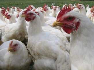 Se descubre un brote de gripe aviar en Australia en plena segunda ola de Coronavirus