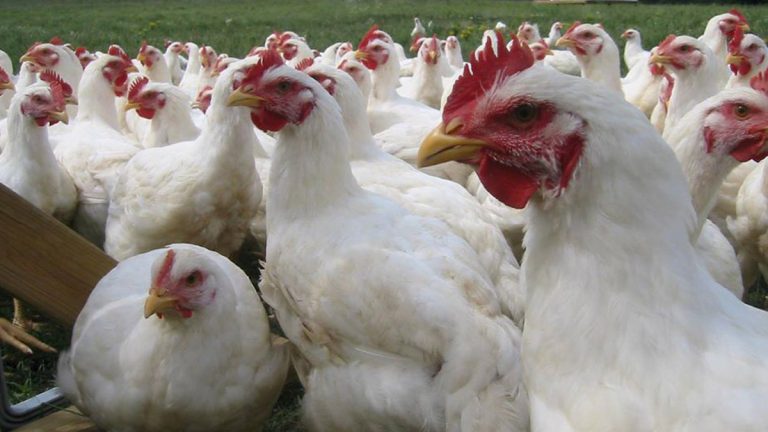 imagen-pollos-brotes-gripe-