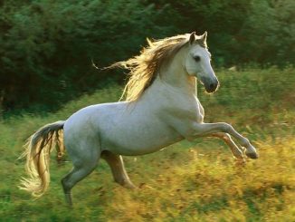 caballos fiebre nilo extremadura