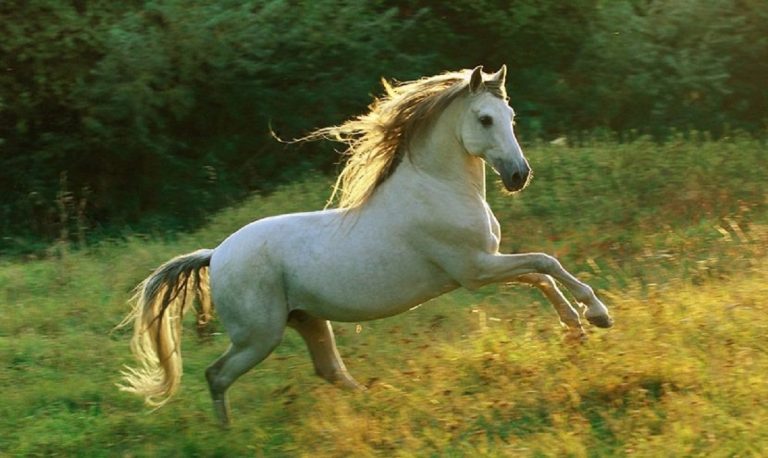 caballos fiebre Nilo extremadura