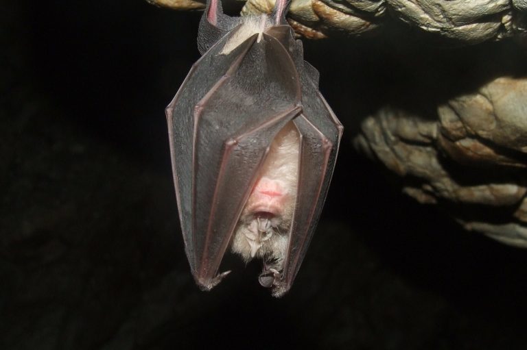 bat-230301_1280