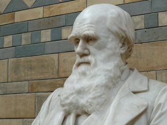 cambridge declara robado cuaderno de charles darwin con el arbol de la vida