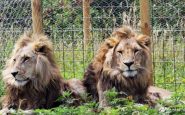 muere selfi león India