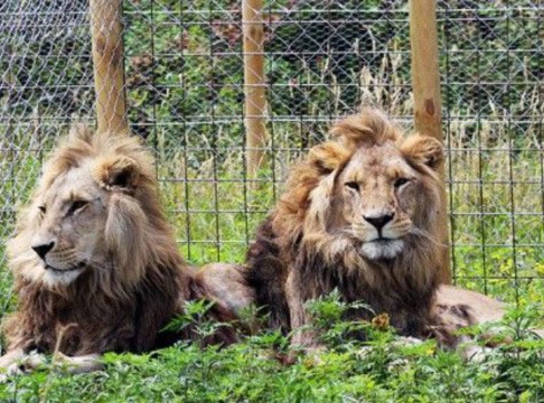 muere selfi león India