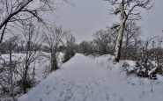 nevada en toledo