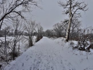 nevada en toledo