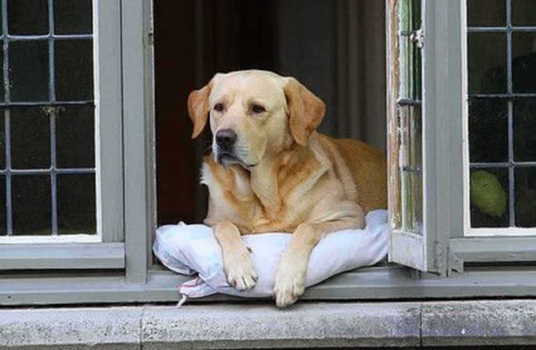 enfermo coronavirus ladridos perro