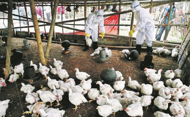 gripe aviar muere niña