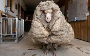 la oveja baarack 1