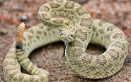 serpiente cascabel mordedura joven toledo