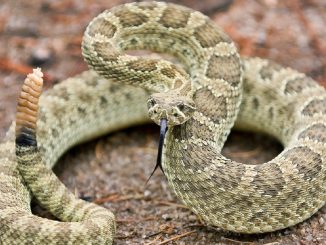 serpiente cascabel mordedura joven toledo