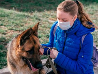 veterinario