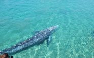 Una ballena gris en la costa de Mallorca
