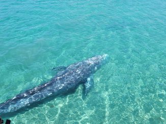 Una ballena gris en la costa de Mallorca