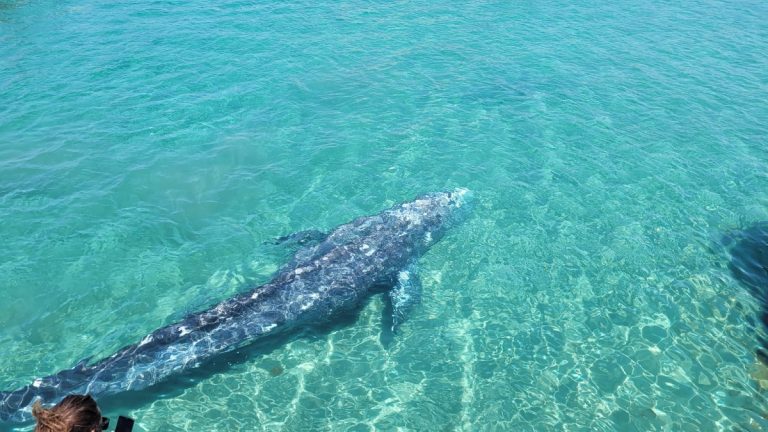 Wally, la ballena gris de Mallorca