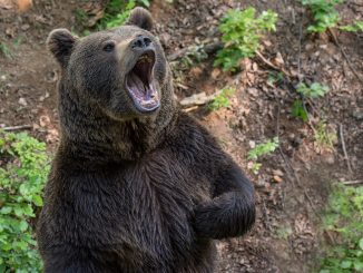 Asturias ataque oso