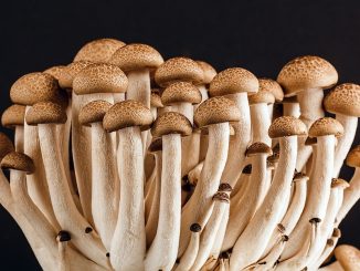 microproteina hongos