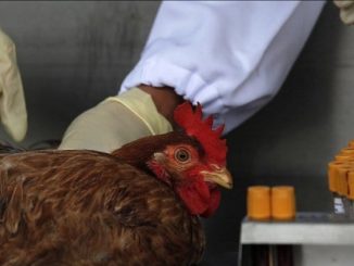 Veterinarios examinando a una gallina
