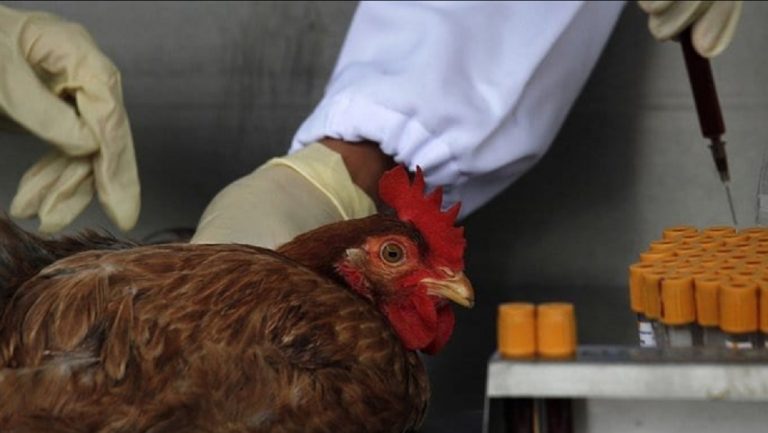 Pruebas a una gallina en busca de patógenos