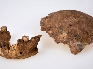 descubren humano prehistórico