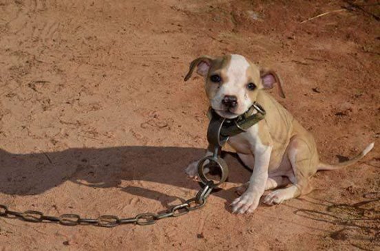 perros rescatado de peleas clandestinas