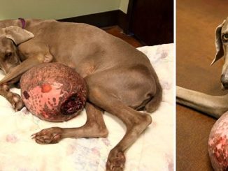 Rescatan a un perro con un tumor de 30 libras