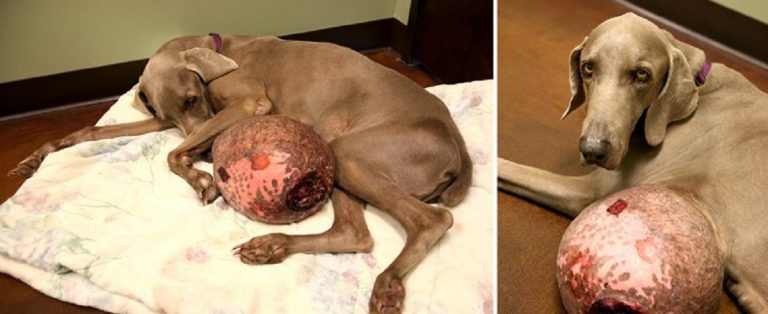 Rescatan a un perro con un tumor de 30 libras