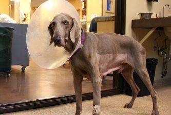 recuperación perro tumor