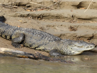 México Cocodrilo