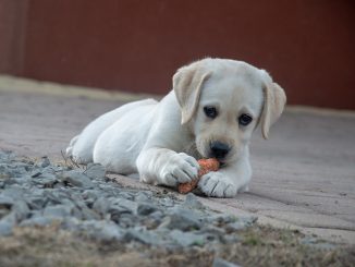 alimento perros