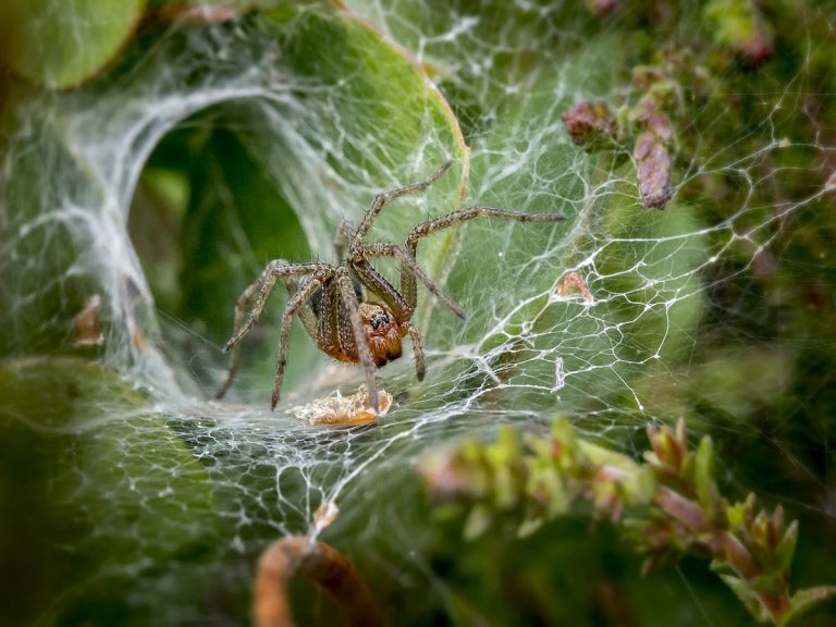 araña