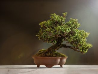 arboles bonsai