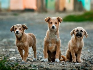 cachorros