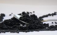 caviar beluga