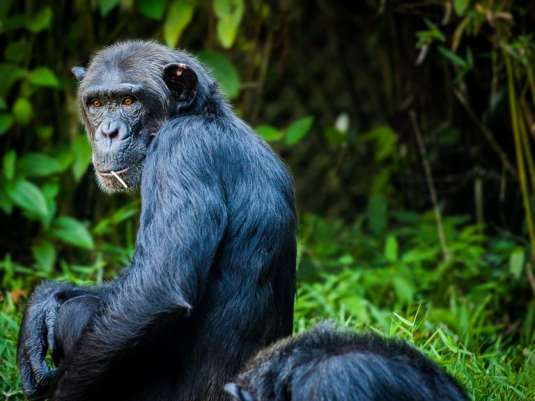 chimpancé síndrome de down