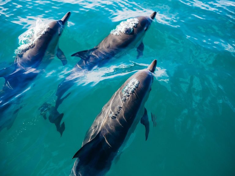 delfines