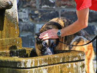 golpes de calor perros