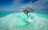 árbol mar muerto