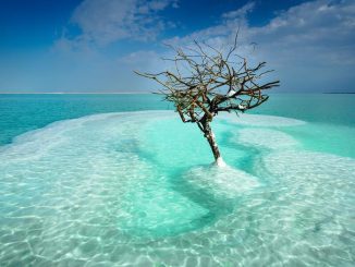 árbol mar muerto