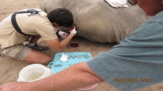 elefante bala cráneo