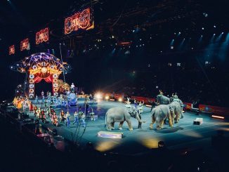 elefantes de circo