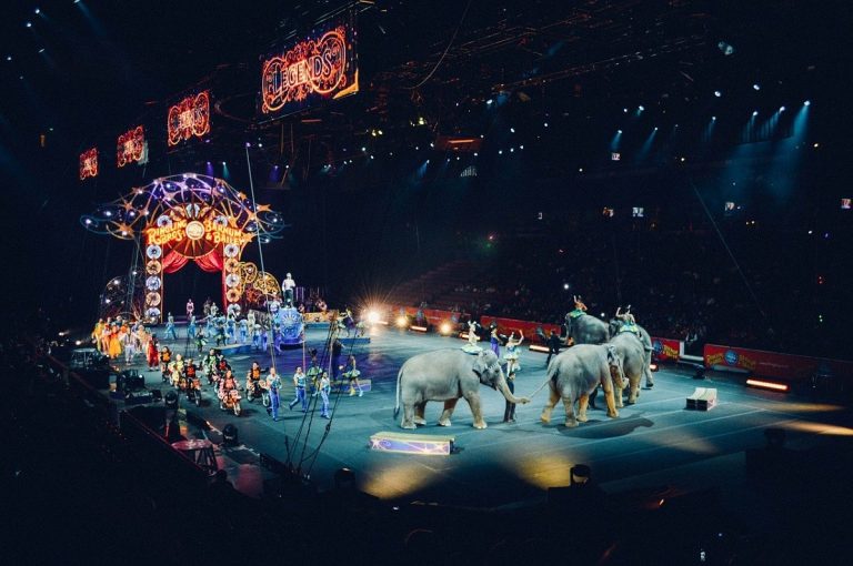 elefantes de circo