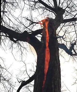 árbol del diablo ohio