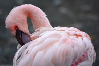 flamingo 338x225